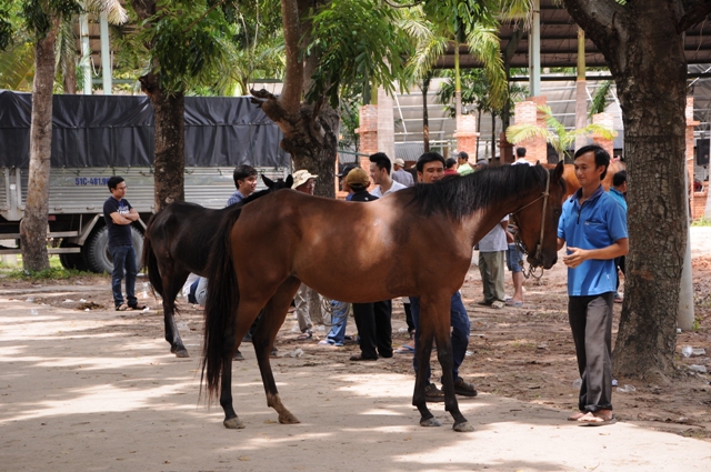 Hàng trăm nài ngựa trên cả nước đã đổ về Trường đua Đại Nam đăng ký tham gia môn đua ngựa.